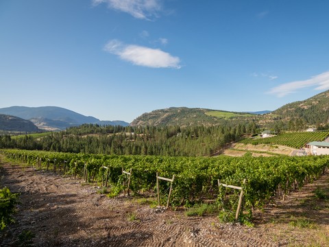 Vineyard Tour - Grapes